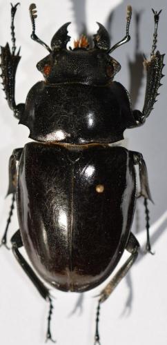 Réf. 247 666 : Odontolabis siva